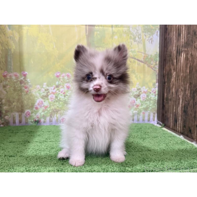 販売中の埼玉県のポメラニアン-444554の2枚目