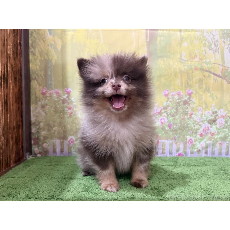 販売中の埼玉県のポメラニアン-444553の5枚目