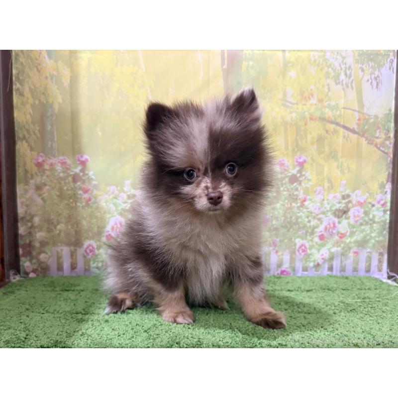 販売中の埼玉県のポメラニアン-444553の4枚目