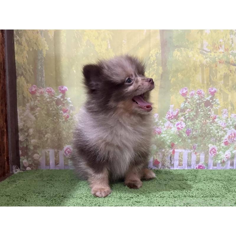 販売中の埼玉県のポメラニアン-444553の3枚目