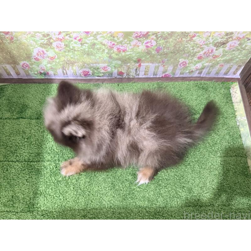 販売中の埼玉県のポメラニアン-444553の2枚目