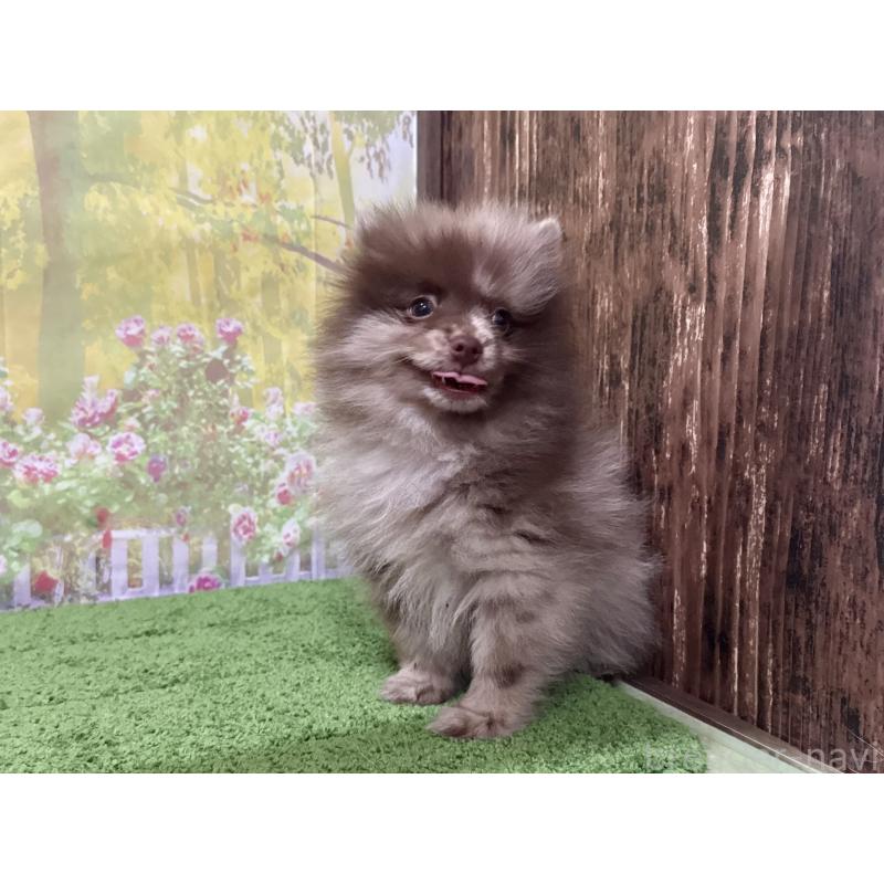 販売中の埼玉県のポメラニアン-444745の5枚目