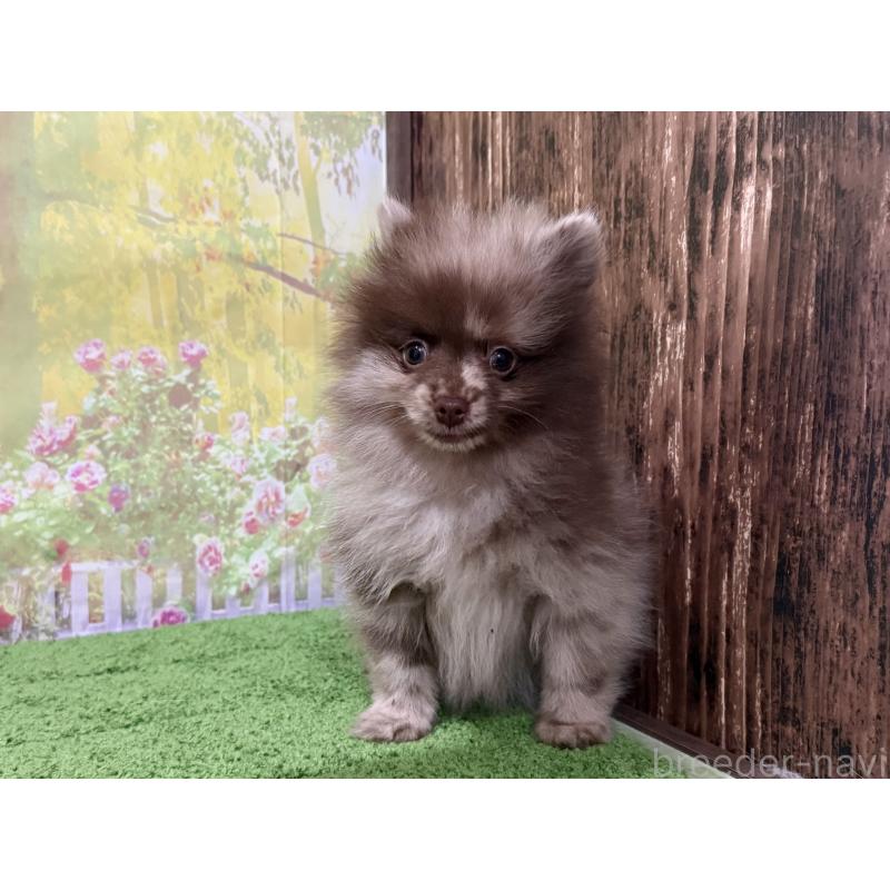 販売中の埼玉県のポメラニアン-444745の4枚目