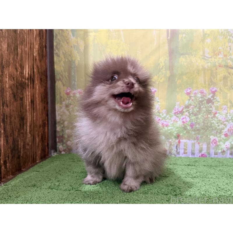 販売中の埼玉県のポメラニアン-444745の3枚目