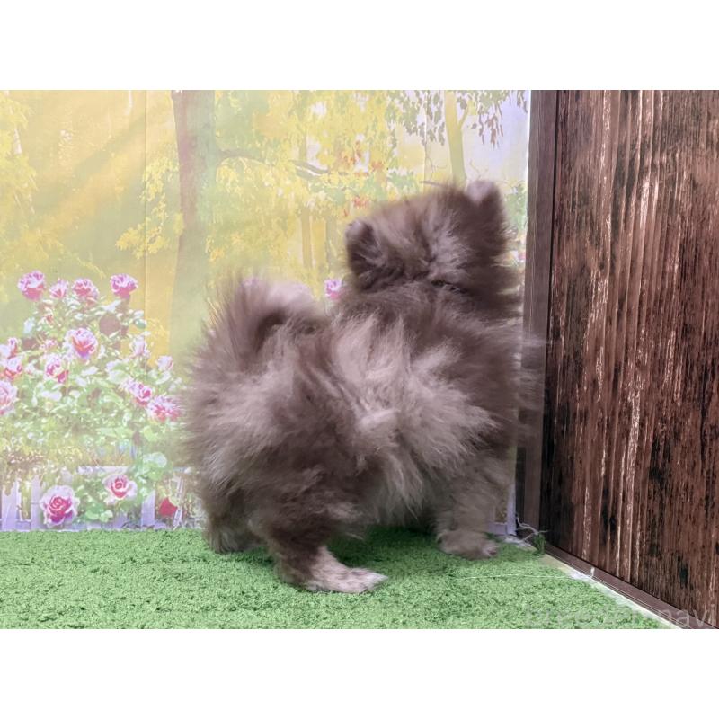 販売中の埼玉県のポメラニアン-444745の2枚目