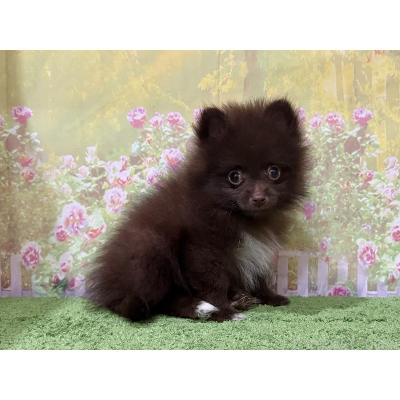 販売中の埼玉県のポメラニアン-444747の3枚目