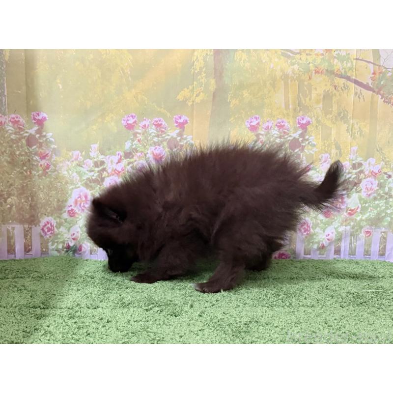 販売中の埼玉県のポメラニアン-444747の2枚目