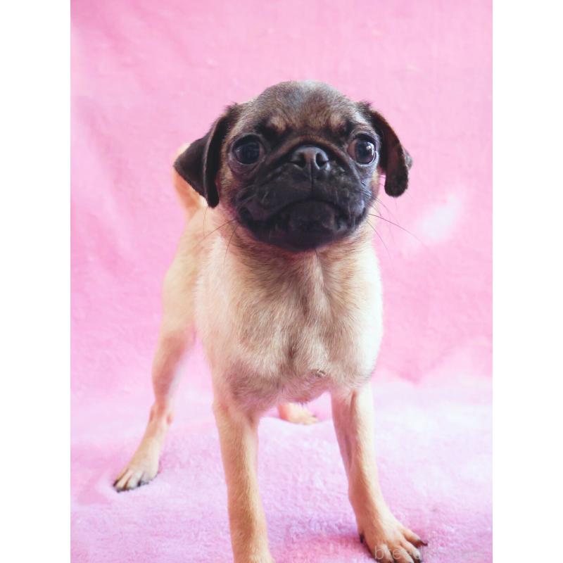 販売中の神奈川県のパグ-412982の7枚目