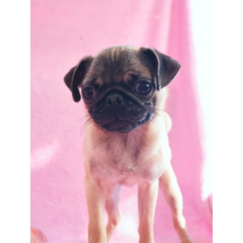 販売中の神奈川県のパグ-412982の6枚目
