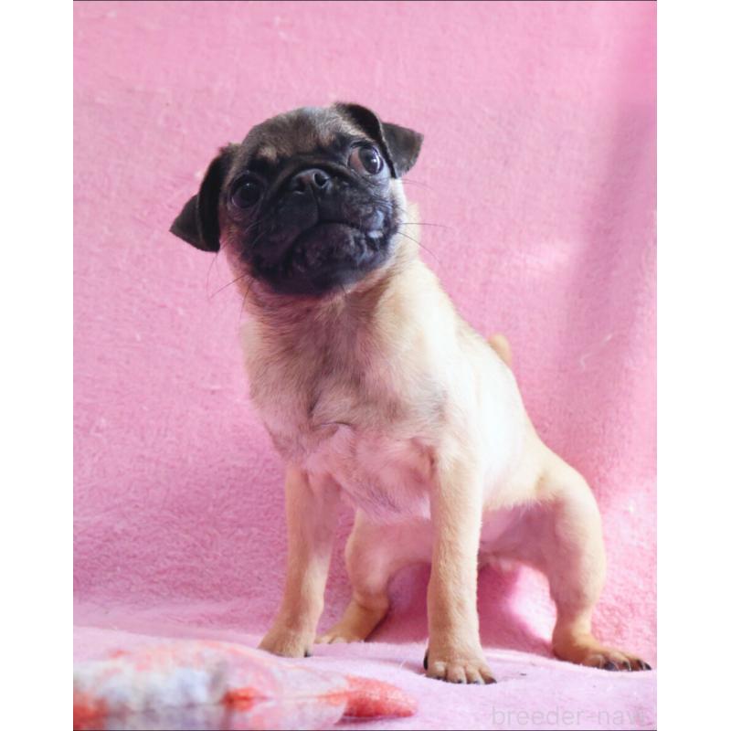 販売中の神奈川県のパグ-412982の5枚目