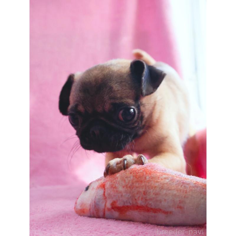 販売中の神奈川県のパグ-412982の4枚目