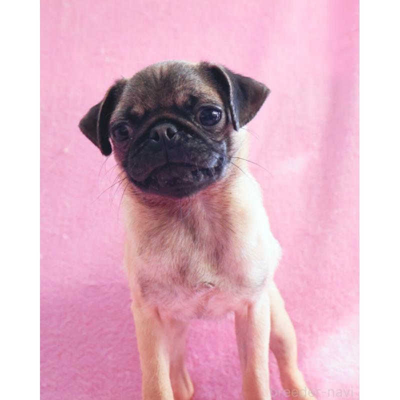 販売中の神奈川県のパグ-412982の3枚目