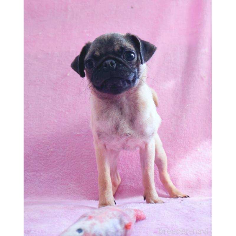 販売中の神奈川県のパグ-412982の2枚目