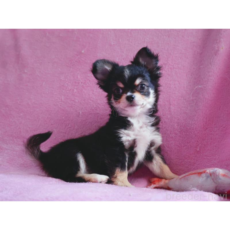 販売中の神奈川県のチワワ(ロングコート)-453771の9枚目