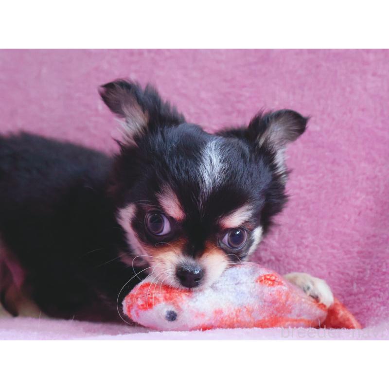 販売中の神奈川県のチワワ(ロングコート)-453771の8枚目