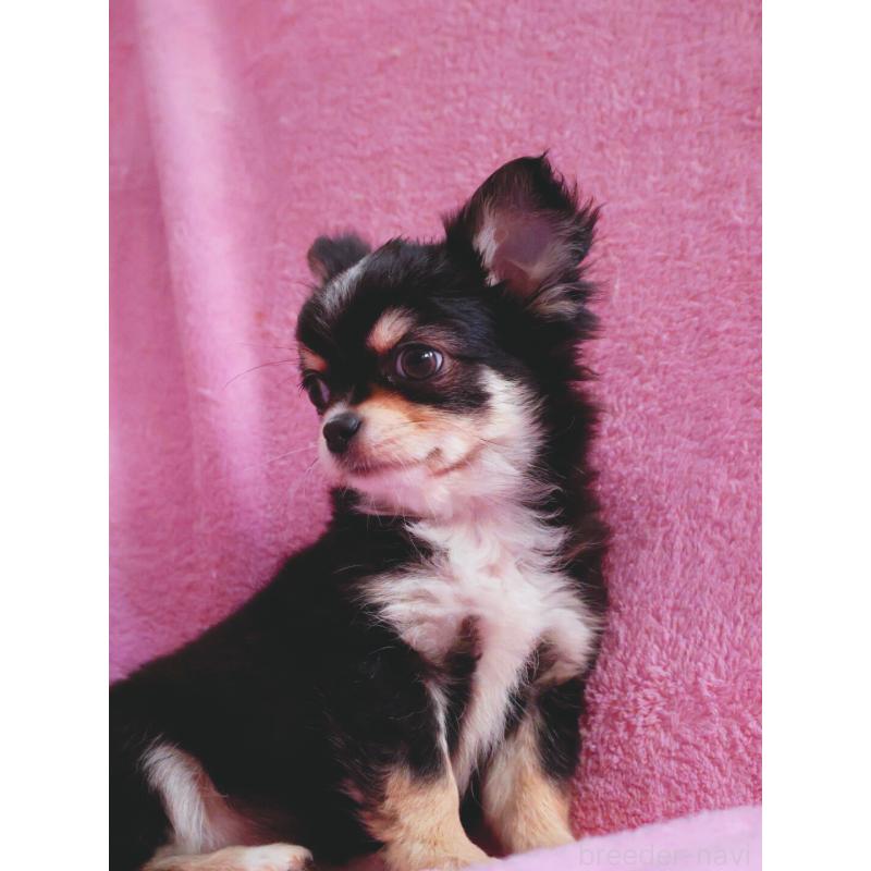 販売中の神奈川県のチワワ(ロングコート)-453771の7枚目