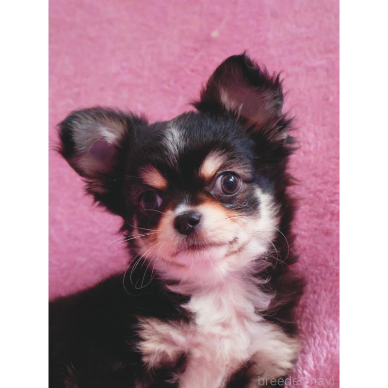 販売中の神奈川県のチワワ(ロングコート)-453771の6枚目