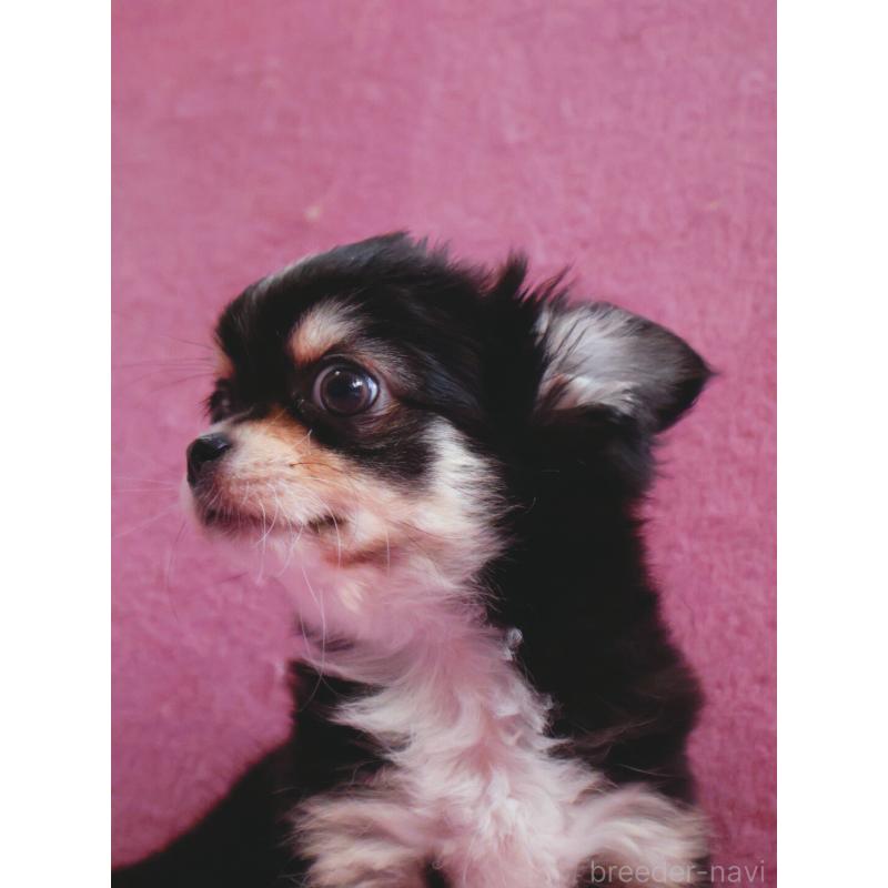 販売中の神奈川県のチワワ(ロングコート)-453771の5枚目