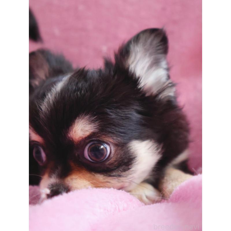 販売中の神奈川県のチワワ(ロングコート)-453771の4枚目