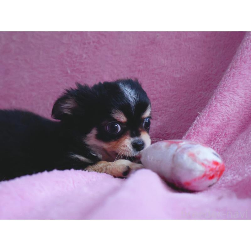 販売中の神奈川県のチワワ(ロングコート)-453771の3枚目