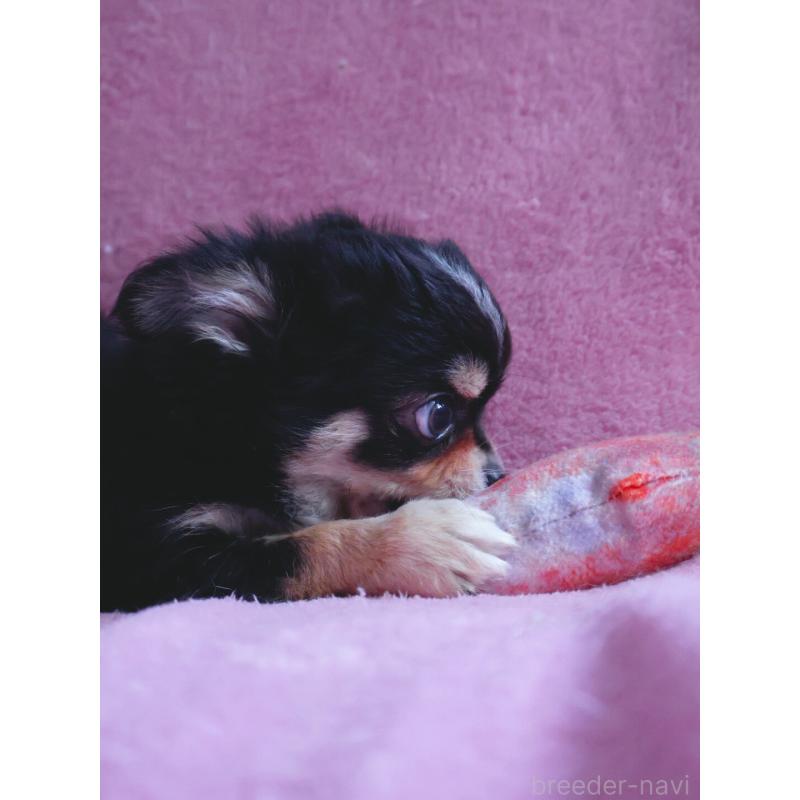 販売中の神奈川県のチワワ(ロングコート)-453771の2枚目