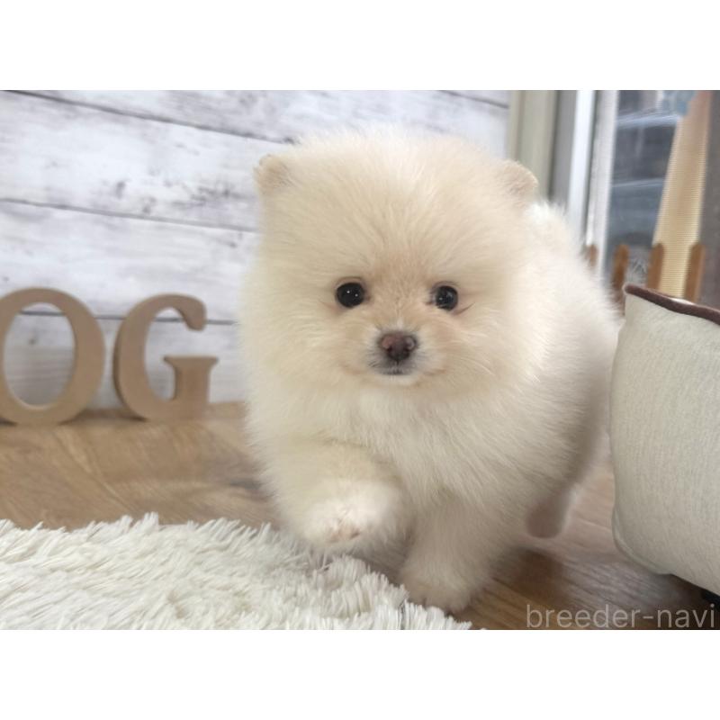 販売中の神奈川県のポメラニアン-453772の5枚目