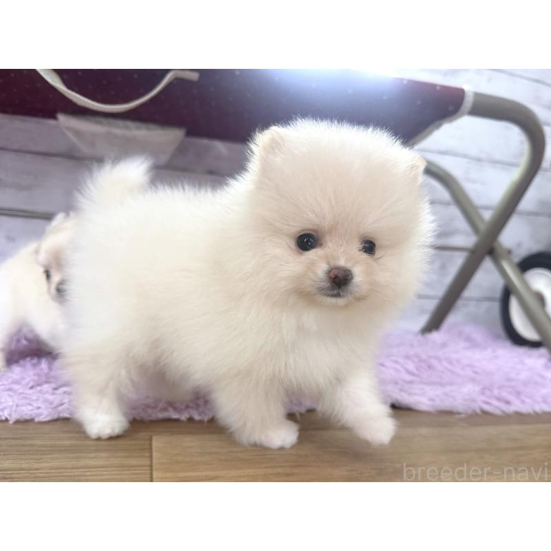 販売中の神奈川県のポメラニアン-453772の4枚目