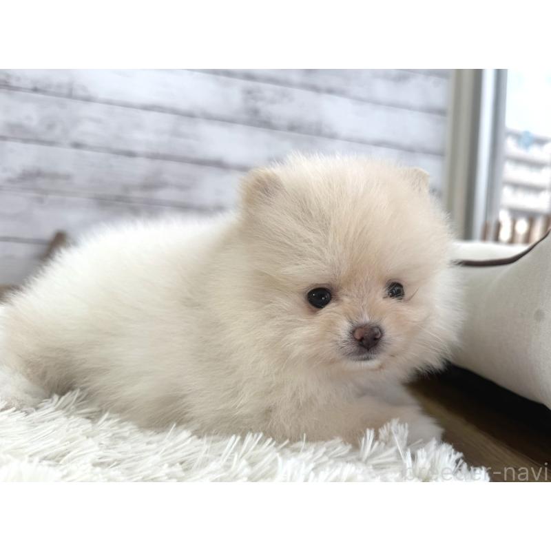 販売中の神奈川県のポメラニアン-453772の3枚目