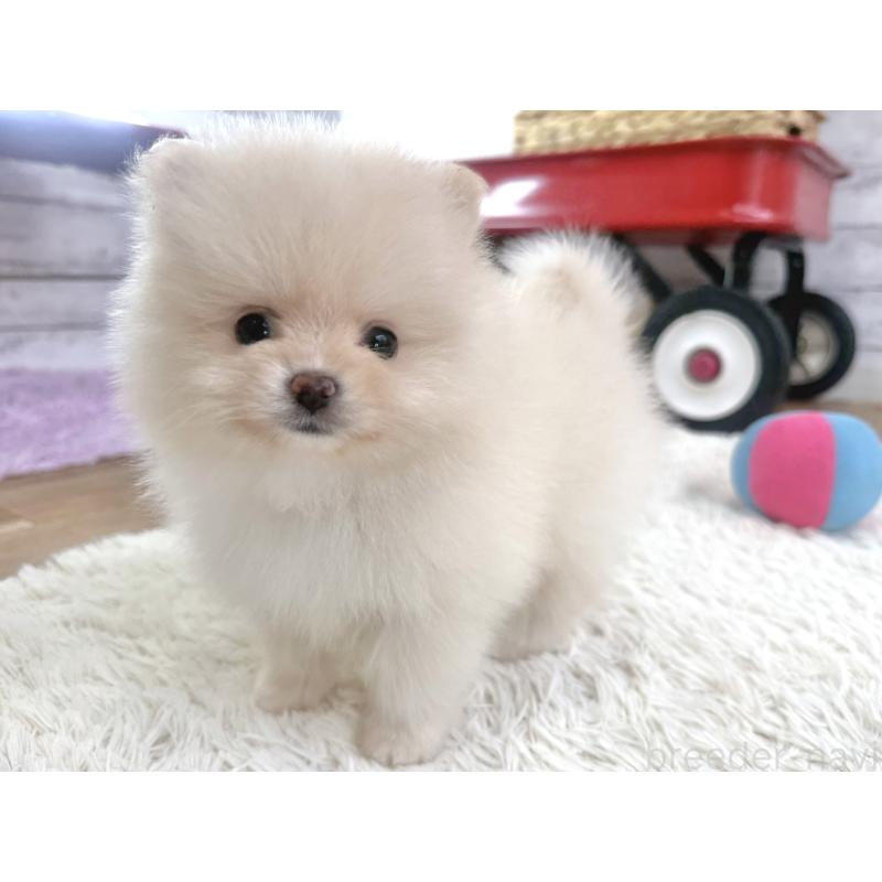 販売中の神奈川県のポメラニアン-453772の2枚目