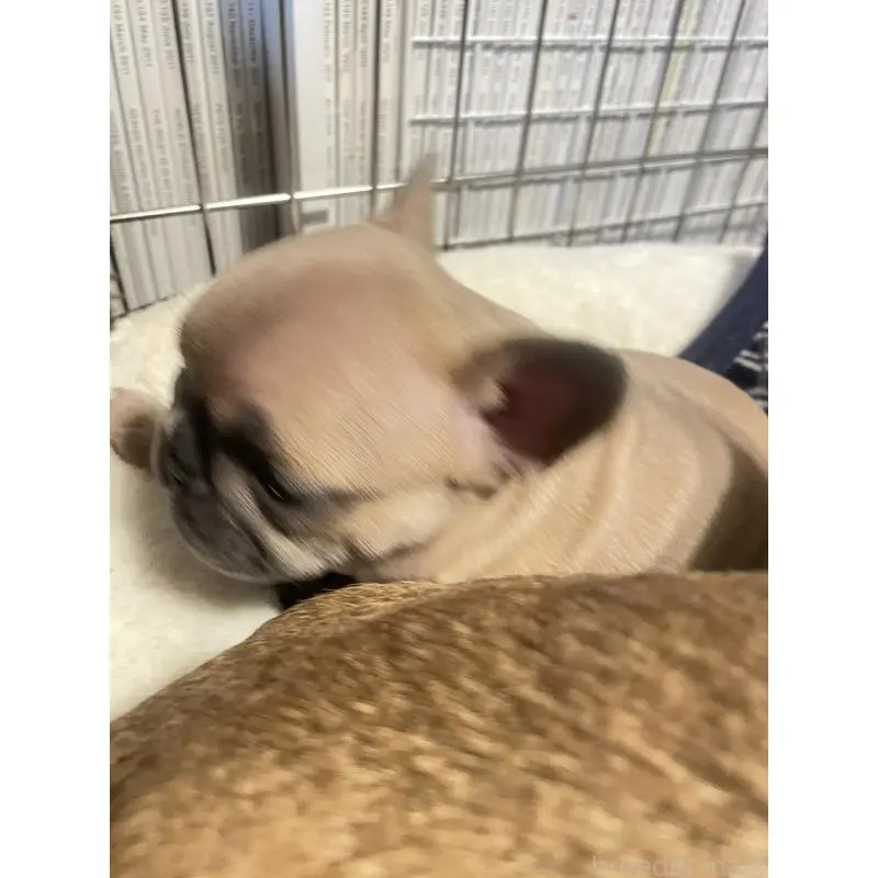 販売中の福岡県のフレンチブルドッグ-453773の3枚目