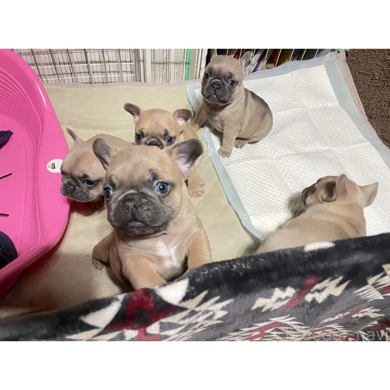 販売中の福岡県のフレンチブルドッグ-453773の2枚目