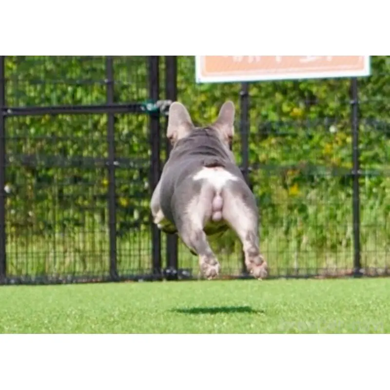 トトシンくん2枚目