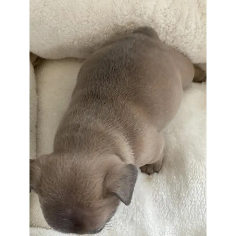 販売中の福岡県のフレンチブルドッグ-453774の5枚目