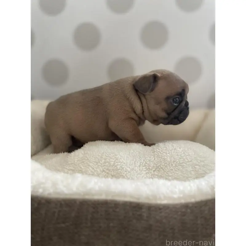 販売中の福岡県のフレンチブルドッグ-453774の4枚目