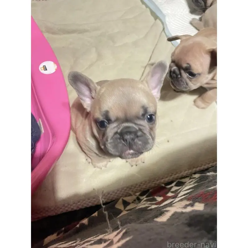 販売中の福岡県のフレンチブルドッグ-453774の3枚目
