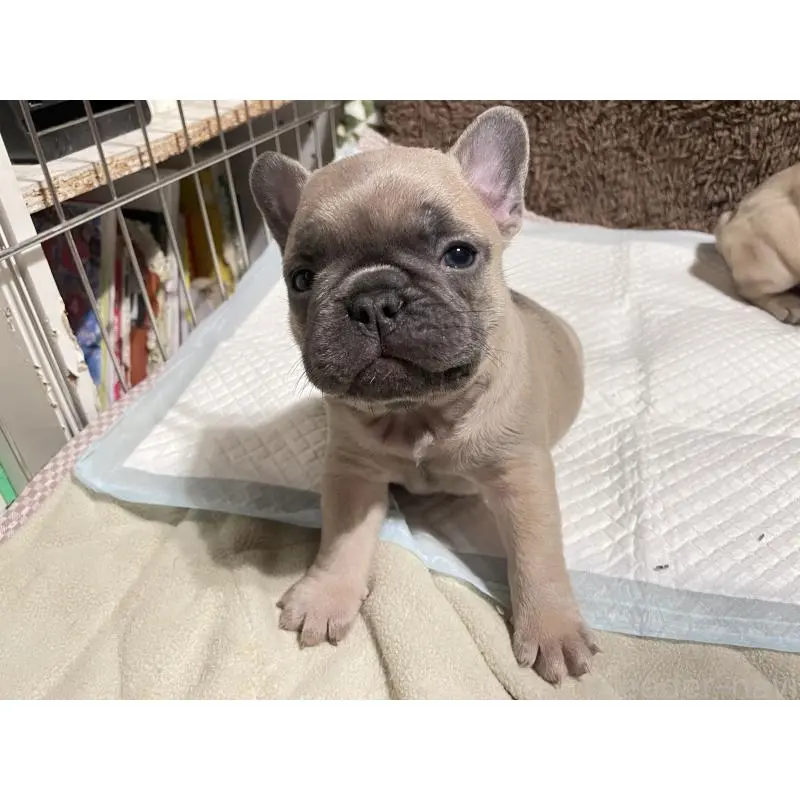 販売中の福岡県のフレンチブルドッグ-453775の5枚目