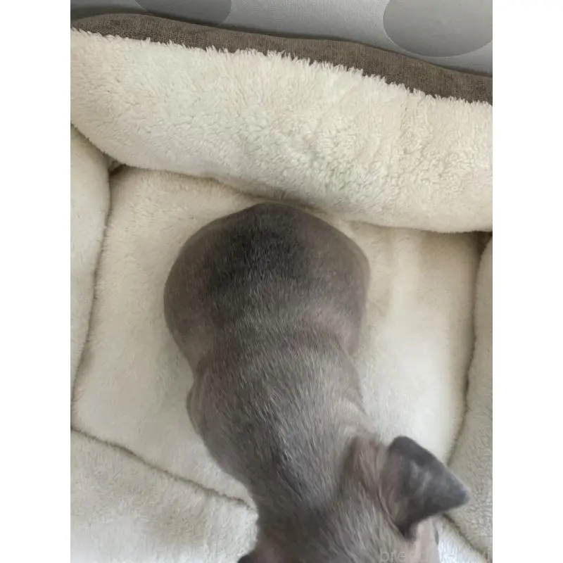 販売中の福岡県のフレンチブルドッグ-453775の4枚目