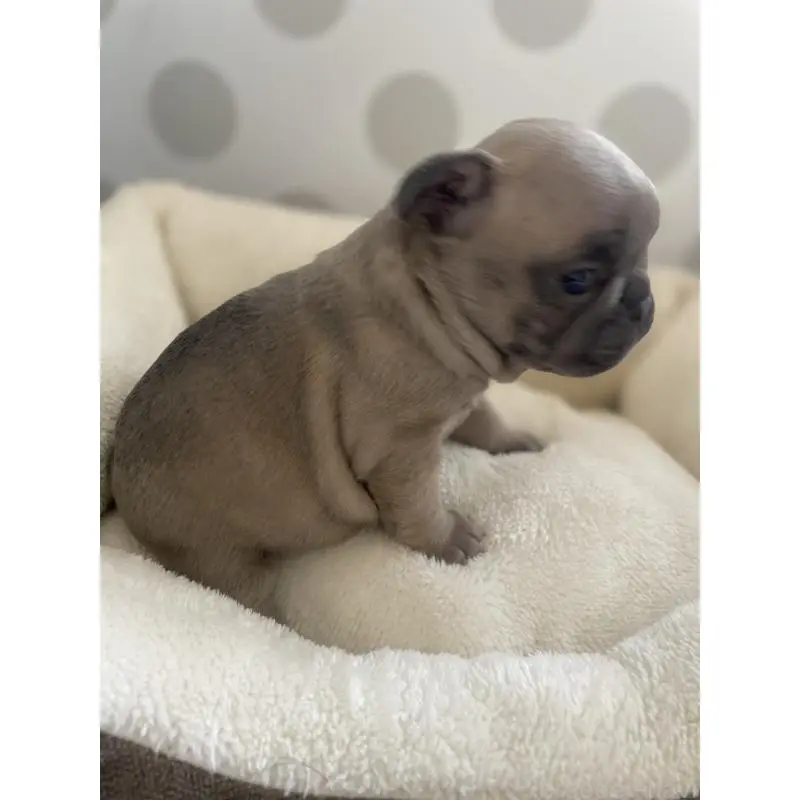 販売中の福岡県のフレンチブルドッグ-453775の3枚目