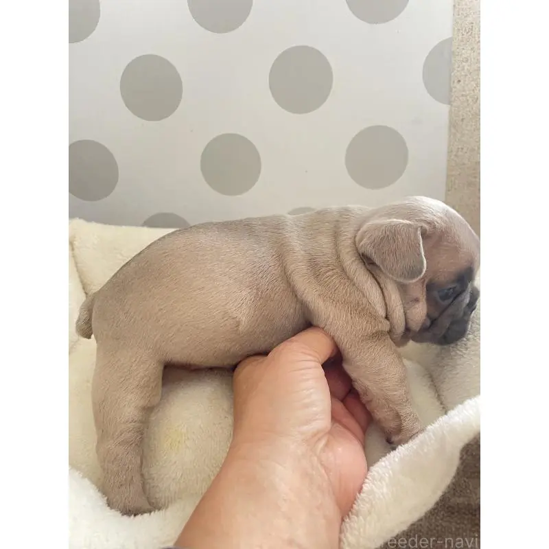 販売中の福岡県のフレンチブルドッグ-453777の8枚目