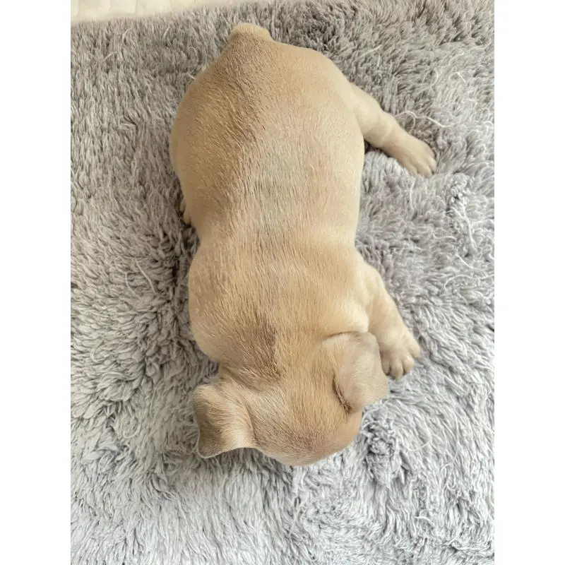 販売中の福岡県のフレンチブルドッグ-453777の7枚目