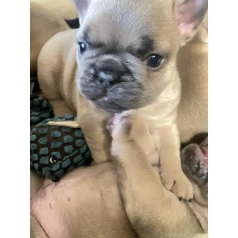 販売中の福岡県のフレンチブルドッグ-453777の6枚目