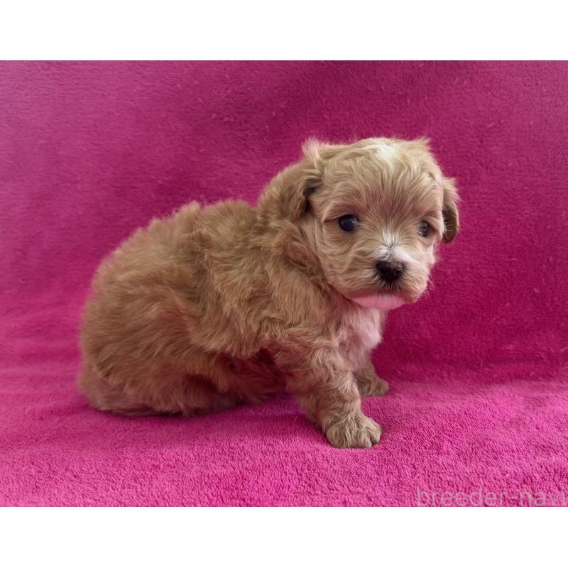 販売中の愛知県のマルプー:マルチーズ×トイプードル-453776の3枚目