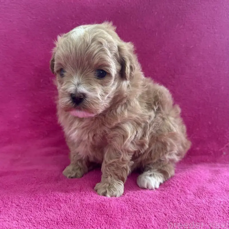 販売中の愛知県のマルプー:マルチーズ×トイプードル-453776の2枚目