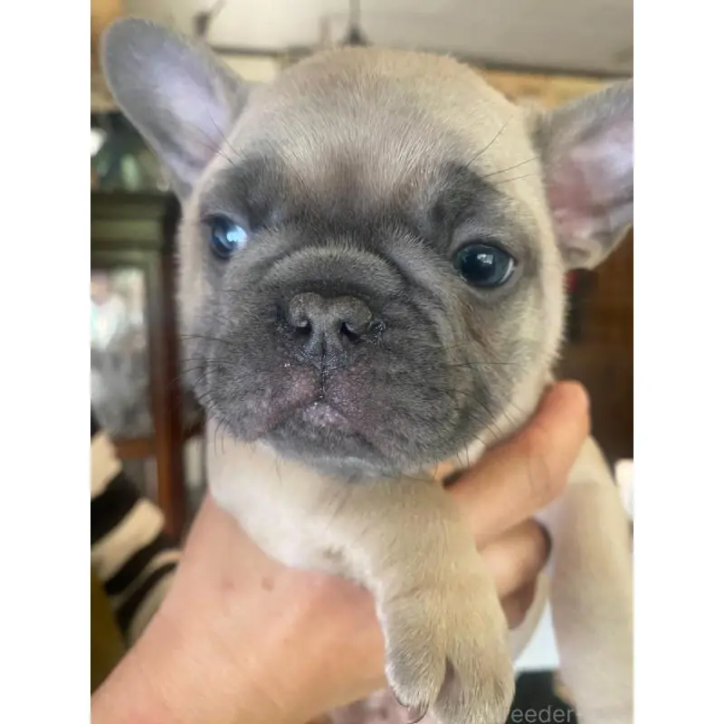 販売中の福岡県のフレンチブルドッグ-453777の4枚目