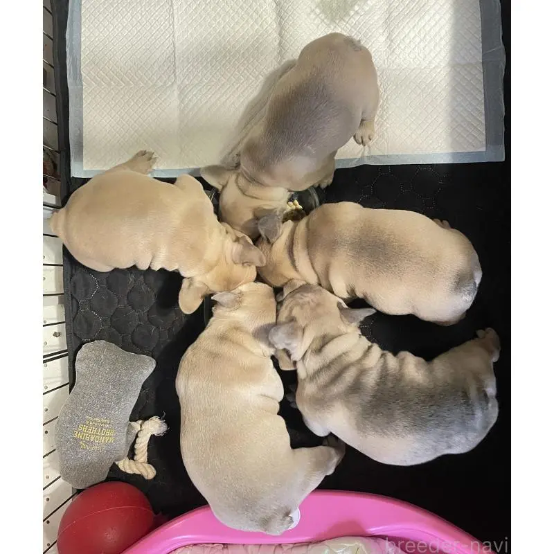 販売中の福岡県のフレンチブルドッグ-453777の3枚目