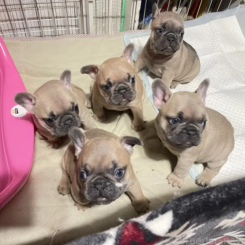 販売中の福岡県のフレンチブルドッグ-453777の2枚目