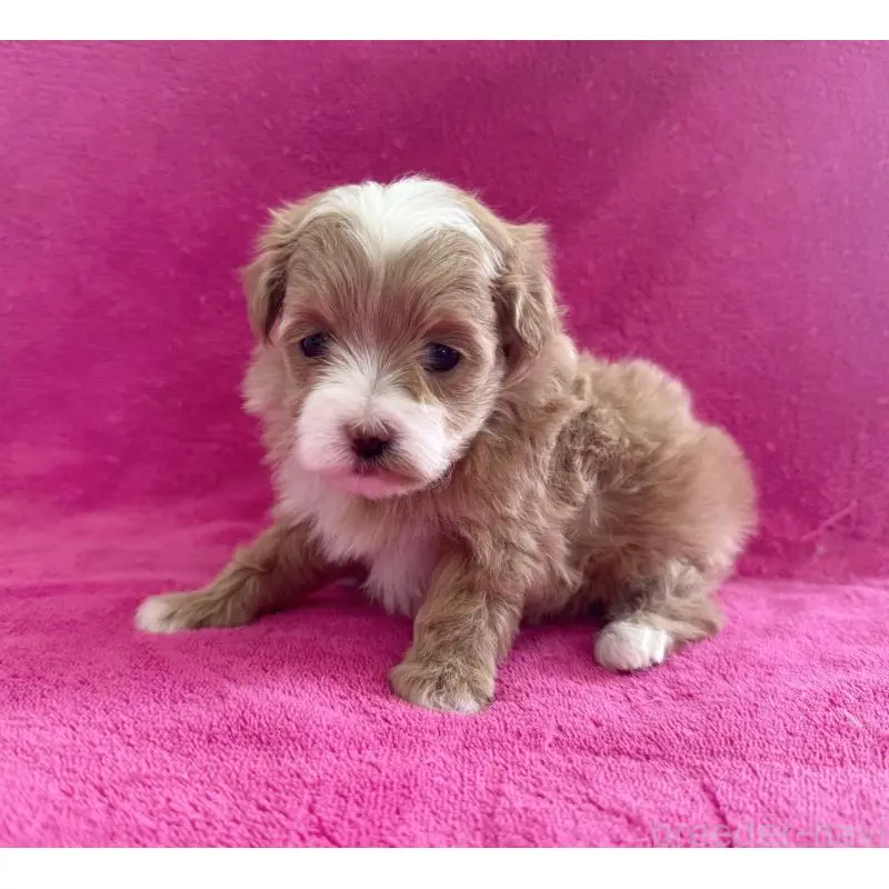 販売中の愛知県のマルプー:マルチーズ×トイプードル-453778の3枚目