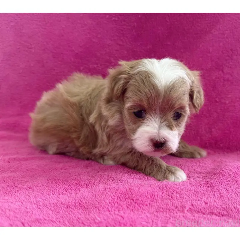 販売中の愛知県のマルプー:マルチーズ×トイプードル-453778の2枚目