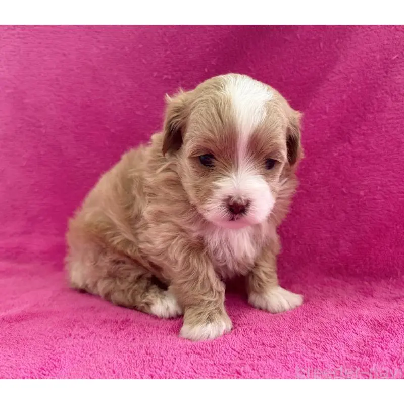 販売中の愛知県のマルプー:マルチーズ×トイプードル-453779の2枚目