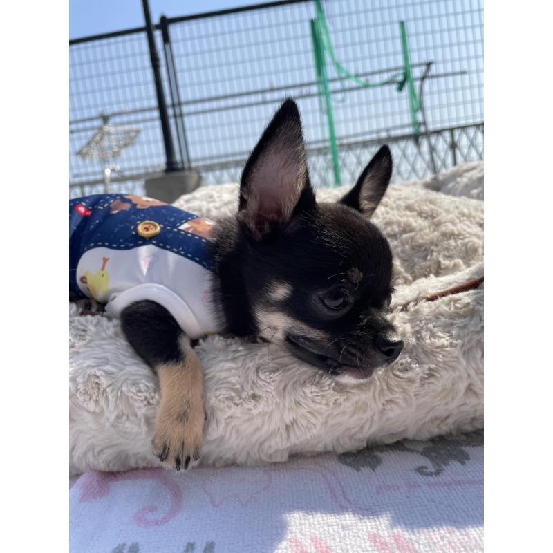 販売中の徳島県のチワワ(スムースコート)-444933の7枚目
